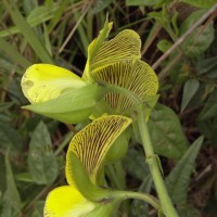 Crotalaria multiflora Benth.